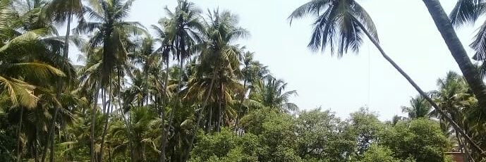 Sreeshma03's profile banner image