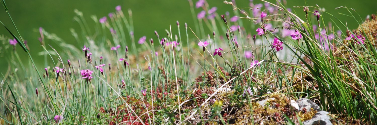 Steffen Schweizer banner