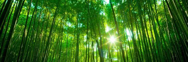 _bacontetris Profile Banner