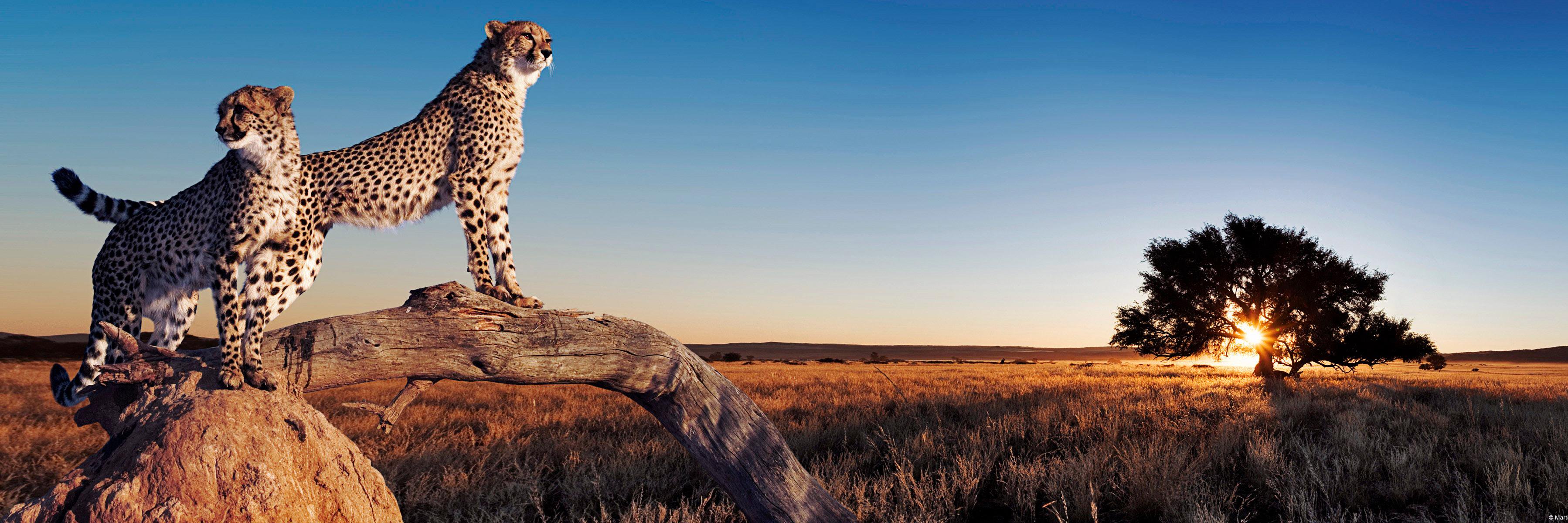 biojoma's profile banner image