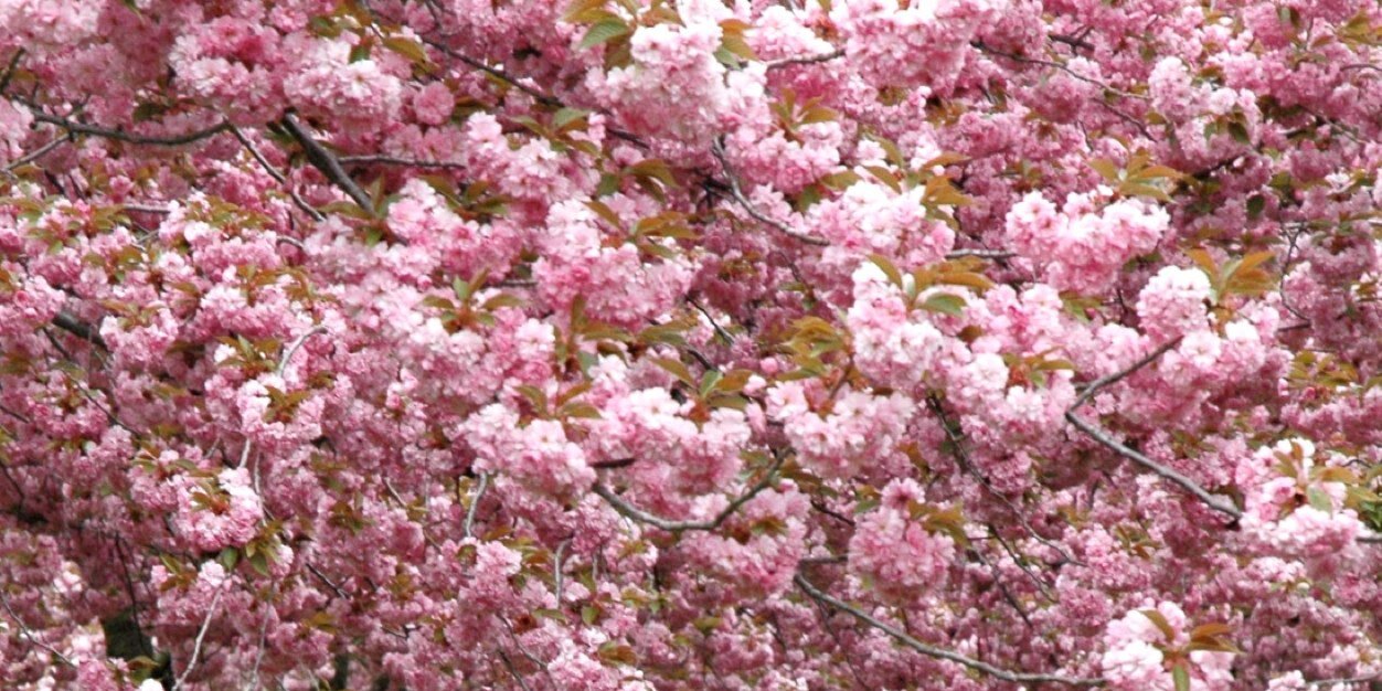 Sweapea22's profile banner image