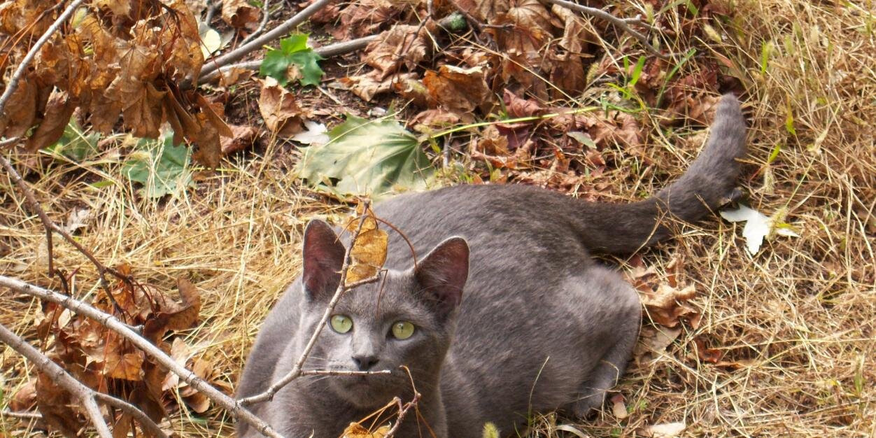 catguardian's profile banner image