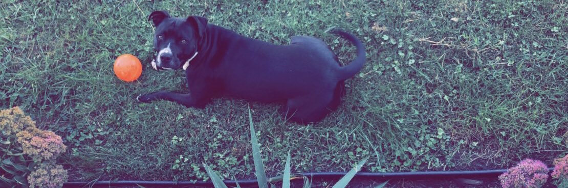 asia_porter's profile banner image