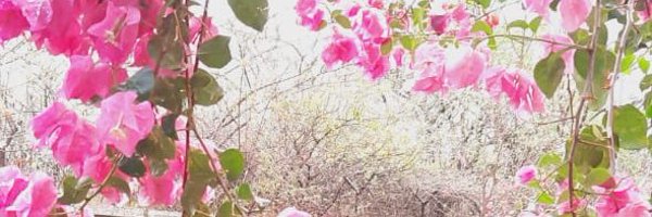 rutwikbee Profile Banner