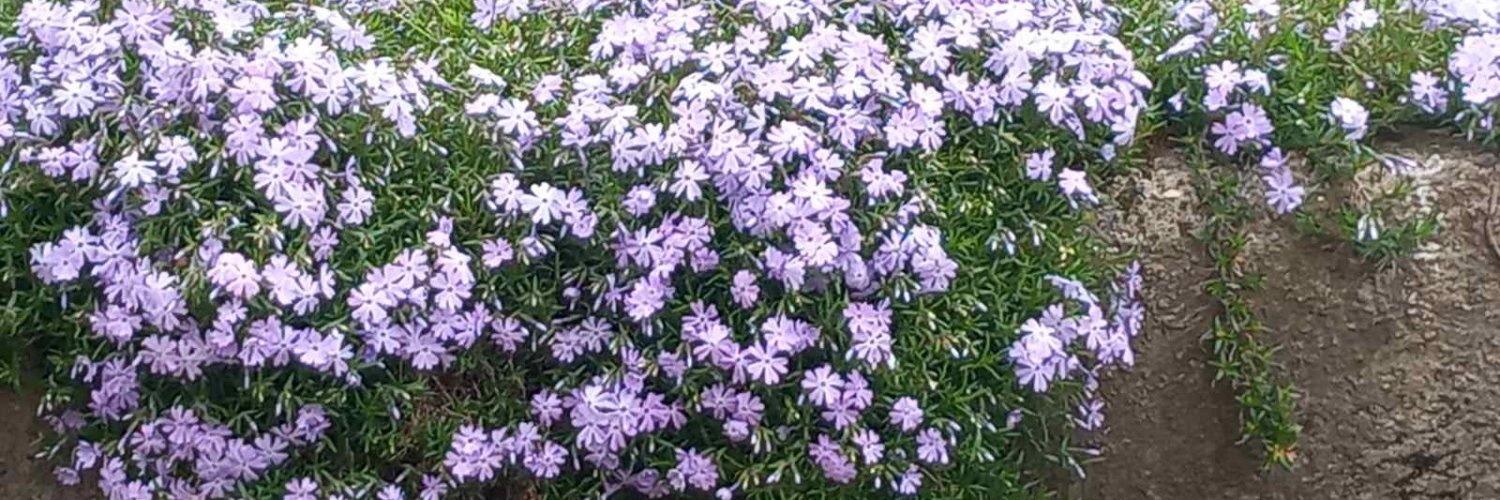 TDelinac's profile banner image