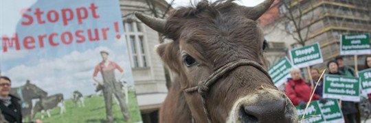 Cornelia Maarfield banner