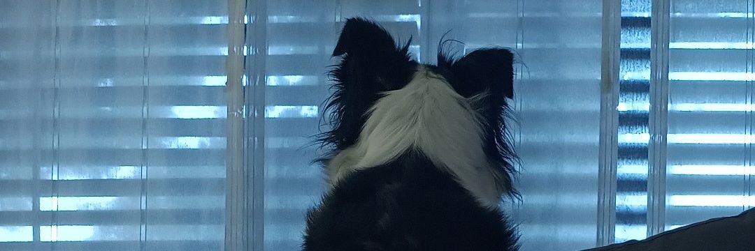 idkdsgnr's profile banner image