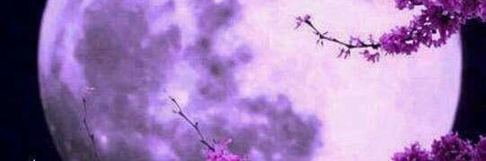 Nilba_'s profile banner image