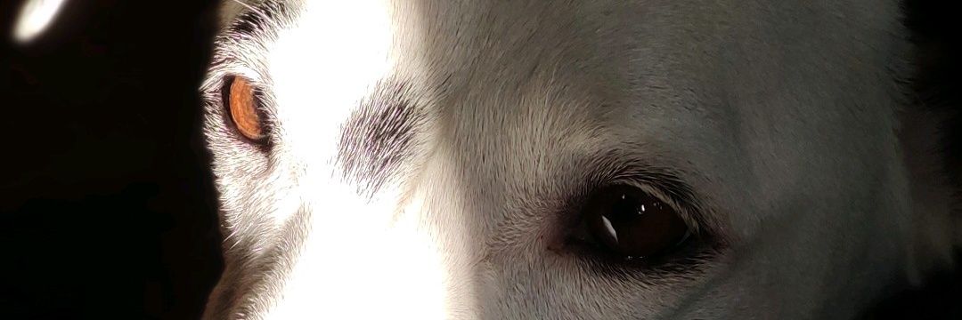 CarooGomez_'s profile banner image