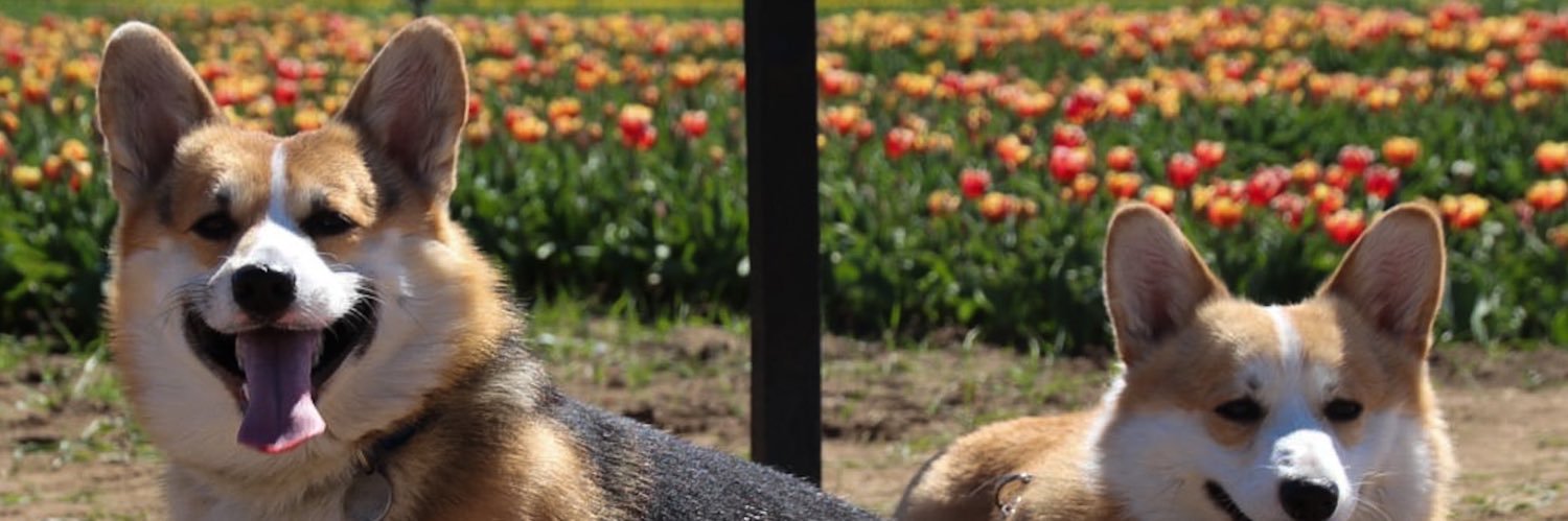 Berenice ʕ º ᴥ ºʔ banner