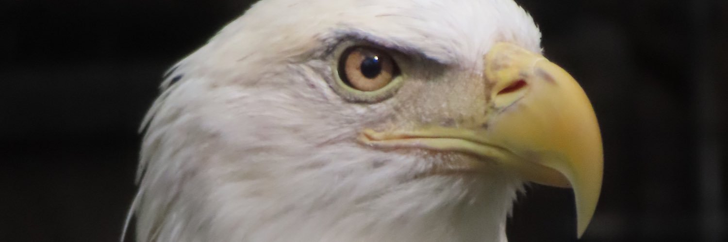 Doris Atkinson banner