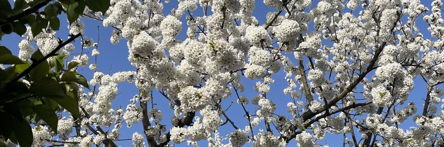 Sedef (Öncel) Albayrak banner