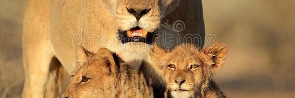 Bebanegra Profile Banner