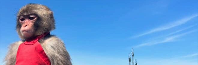 Phia banner