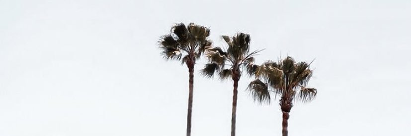 mjuliebbr's profile banner image