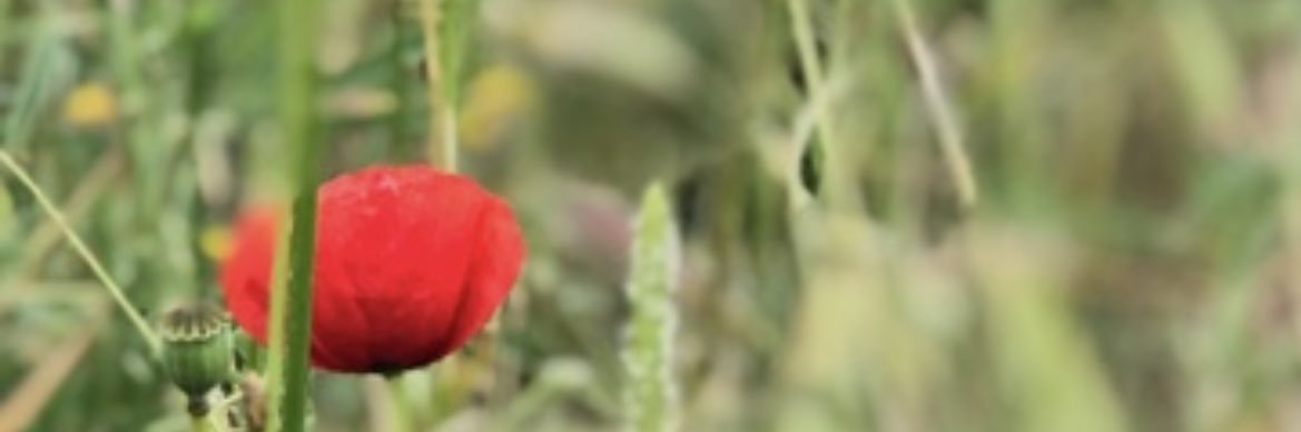 drfatmacaner's profile banner image