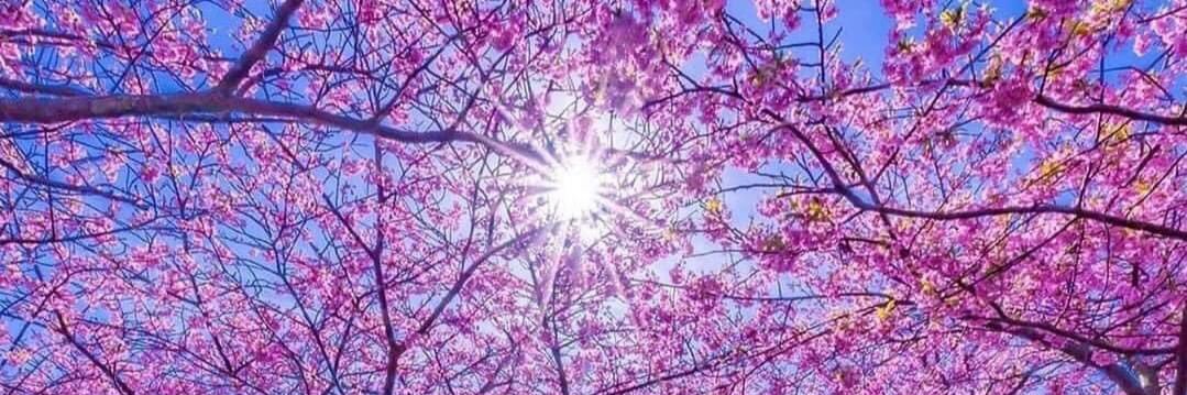 CelebrationOfDogs banner