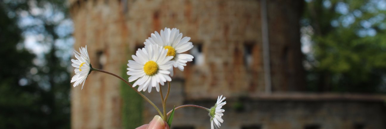 AngelWittmann's profile banner image