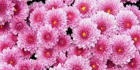 ECJ_Lizzie's profile banner image