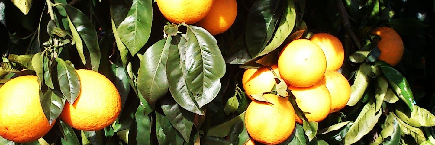 64Peres's profile banner image