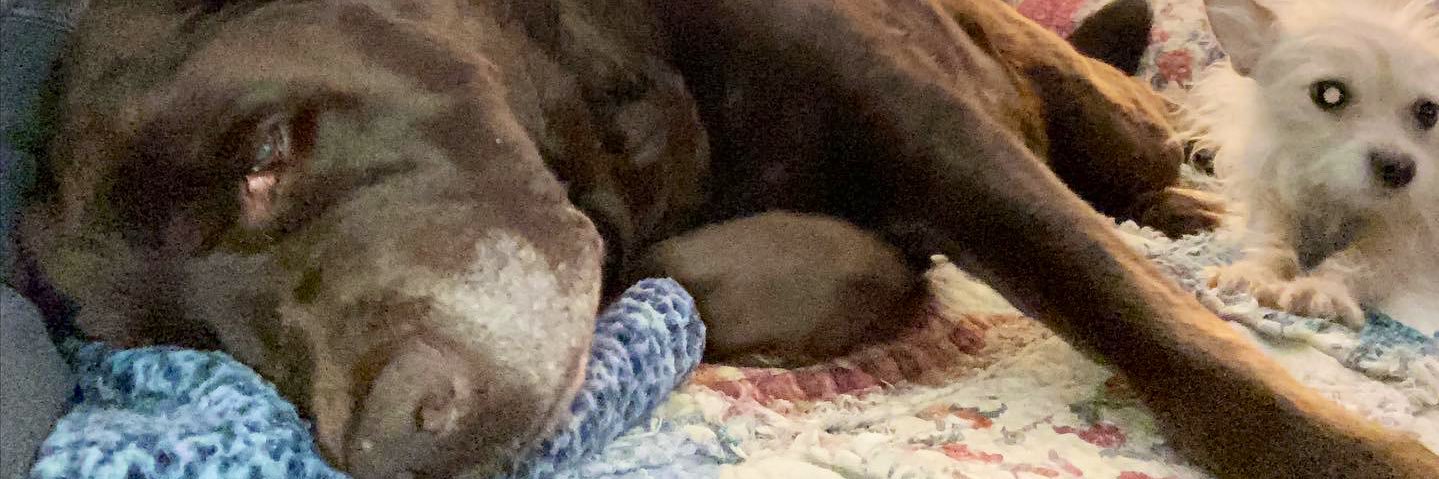 Anthony Sainz banner