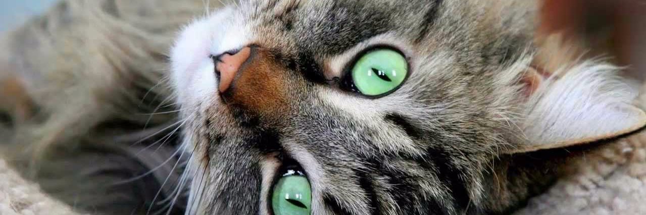 tabicajiao's profile banner image
