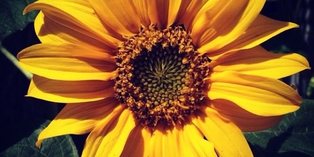 SprangMegan's profile banner image