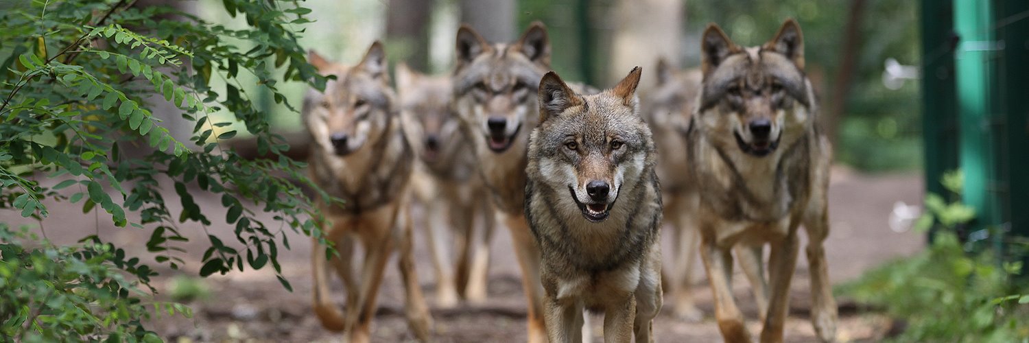 WOLFCENTER_'s profile banner image