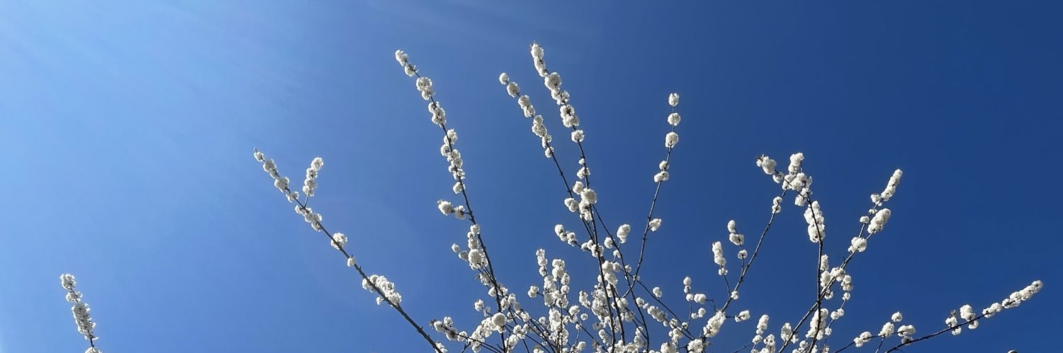 Stella_knows's profile banner image