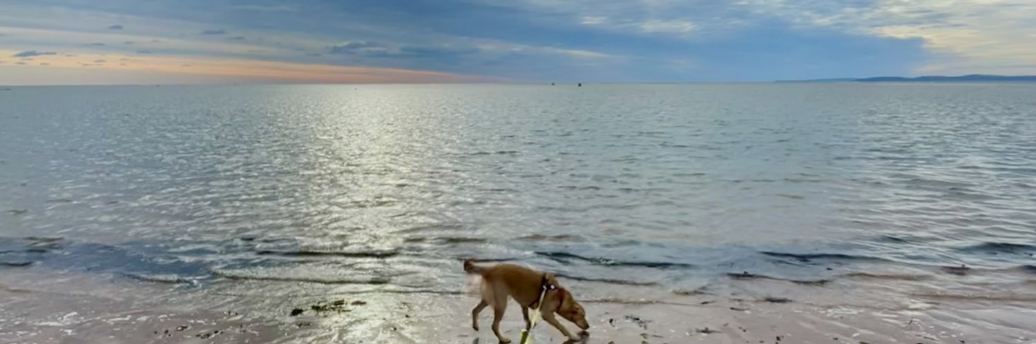 Dr Maddy Millar banner