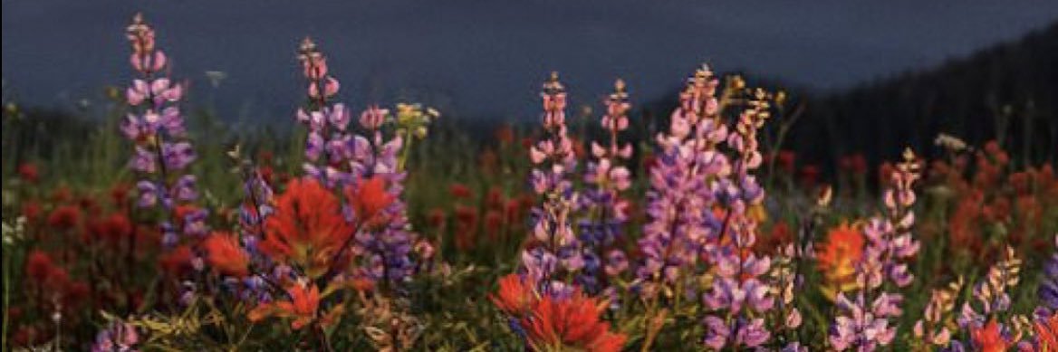 Msbanxii's profile banner image