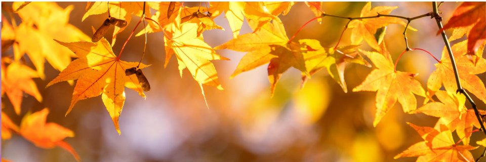EYFS_WIA's profile banner image