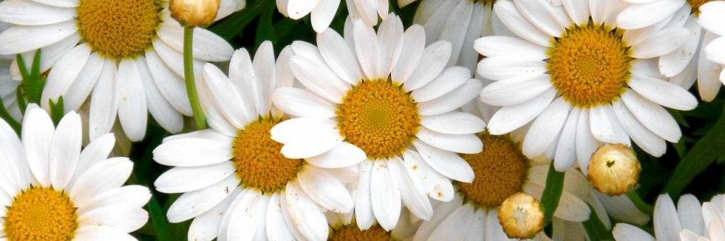 Florencia💚 banner