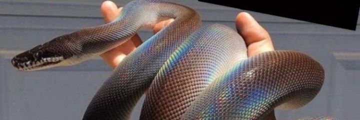ama_hni's profile banner image