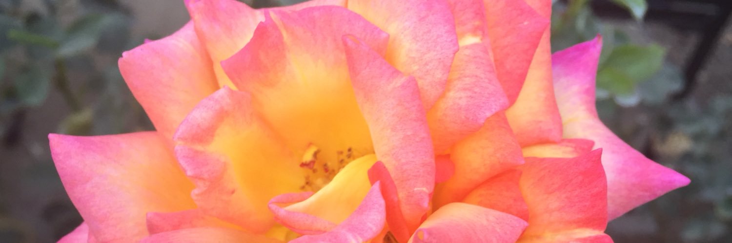 ElizMedlock's profile banner image