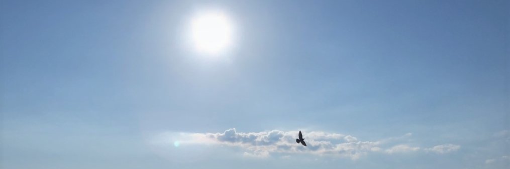 Mark A Nicholas banner