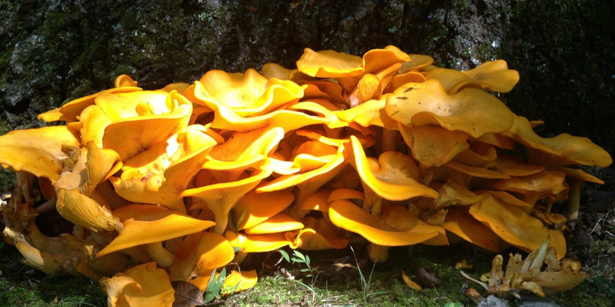 Words of Anarchy banner