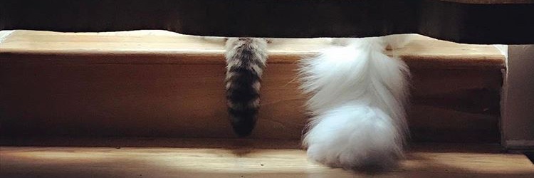 Suki banner