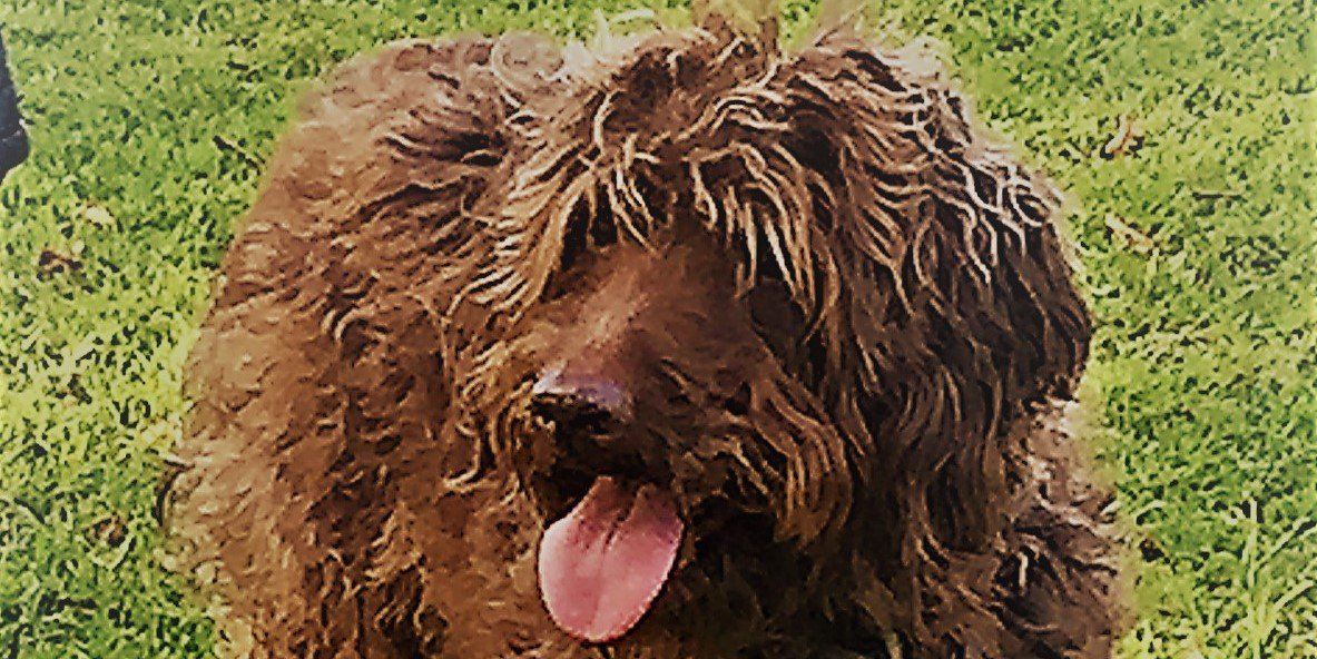 John Fitzgibbon banner