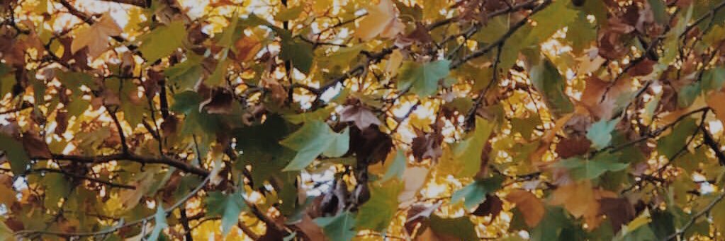 sofipugliese_55's profile banner image