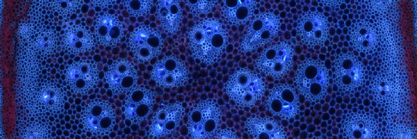 MRI_Montpellier Profile Banner