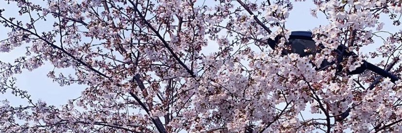areizDS's profile banner image