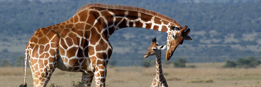 Giraffe_Heart's profile banner image