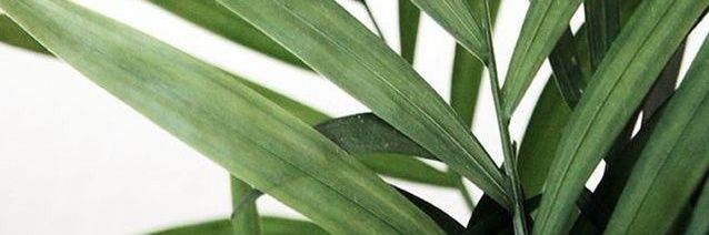 Innie_Shole's profile banner image
