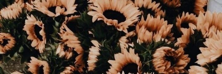 GrilliSofia's profile banner image