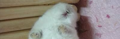 clemmybun ᥫ᭡ banner