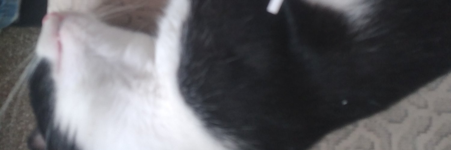 AnaFong2020's profile banner image