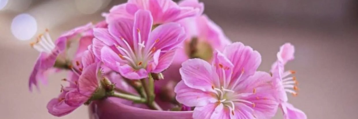 زهور 🌸 banner