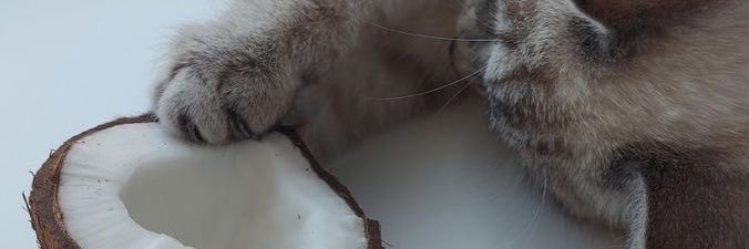 feergum's profile banner image
