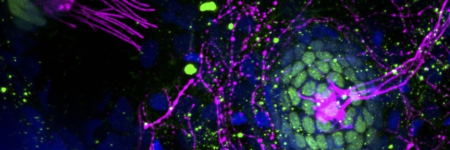 Upstate Med Cell and Developmental Biology banner